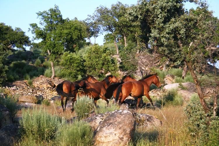 Quinta Lamosa Agroturismo Arcos de Valdevez Zewnętrze zdjęcie